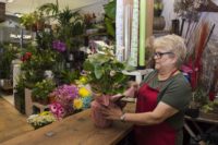 Floristeria Cardona 10.jpg